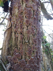 Auricularia mesenterica
