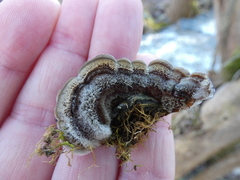 Auricularia mesenterica