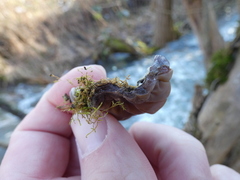 Auricularia mesenterica