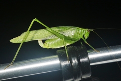 Scudderia curvicauda