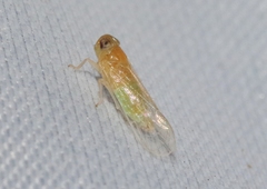 Haplaxius ovatus