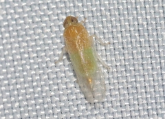 Haplaxius ovatus