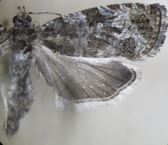 Olethreutes fraternanum