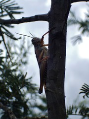 Nomadacris septemfasciata