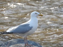 American Herring Gull photo 5