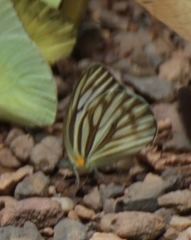 Cepora nerissa