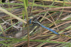 Orthetrum machadoi