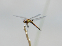 Tramea cophysa