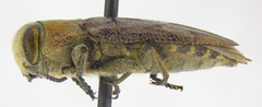 Chrysobothris helferi