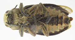 Chrysobothris helferi