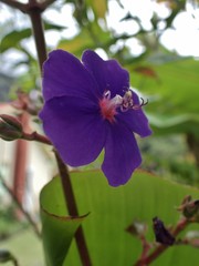 Pleroma heteromallum