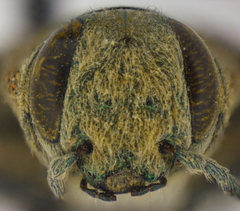 Chrysobothris helferi