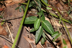 Leichhardtia coronata
