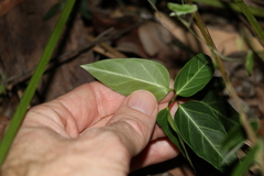 Leichhardtia coronata