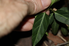 Leichhardtia coronata