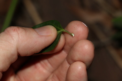 Leichhardtia coronata