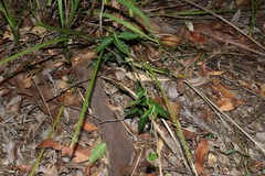Leichhardtia coronata