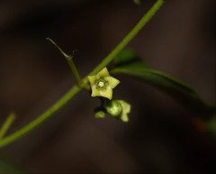 Leichhardtia coronata
