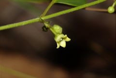 Leichhardtia coronata