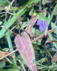 Murdannia spirata parviflora