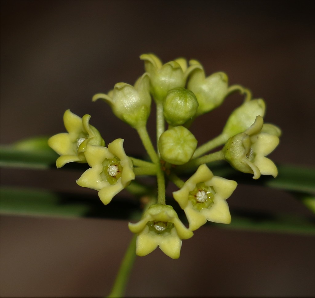 Slender milkvine