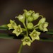 Leichhardtia coronata - Photo (c) Greg Tasney,  זכויות יוצרים חלקיות (CC BY-SA), הועלה על ידי Greg Tasney