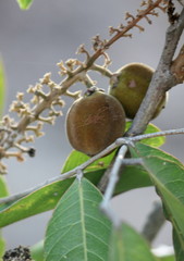Lepisanthes tetraphylla