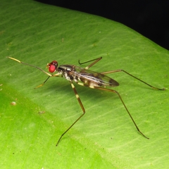 Micropezidae