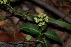 Leichhardtia coronata