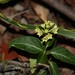 Marsdenia coronata - Photo (c) Greg Tasney,  זכויות יוצרים חלקיות (CC BY-SA), הועלה על ידי Greg Tasney