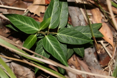 Leichhardtia coronata