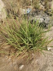 Poaceae
