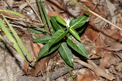 Leichhardtia coronata