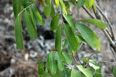 Lepisanthes tetraphylla