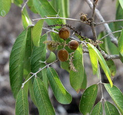 Lepisanthes tetraphylla