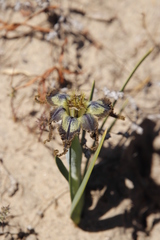 Ferraria crispa