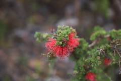 Melaleuca cyrtodonta