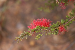 Melaleuca cyrtodonta