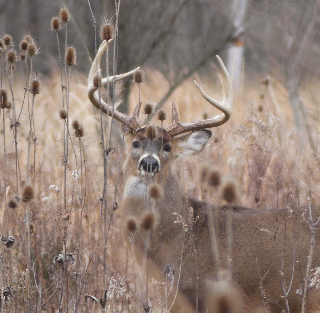 Whitetailed Deer from Hamilton County, OH, USA on December 19, 2021 at