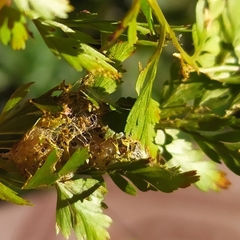 Argyrosticta decumana