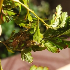 Argyrosticta decumana