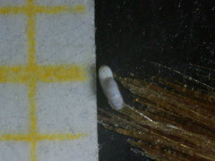 Peneroplis pertusus