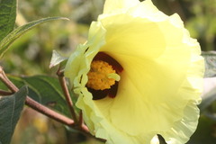 Azanza lampas