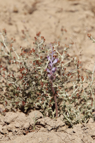 Image of Lachenalia suaveolens by (c) Tony Rebelo, some rights reserved (CC BY-SA)