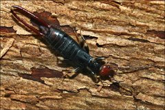 Nesogaster ruficeps
