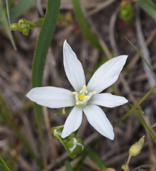 Ornithogalum orthophyllum