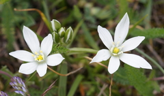 Ornithogalum orthophyllum