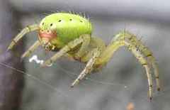Araniella opisthographa