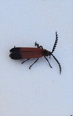 Cladophorus cinctus