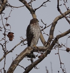 Accipiter cooperii
